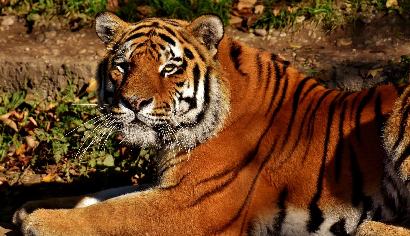 Nikon D7200 sample photo. Tiger, big cat, predator photography