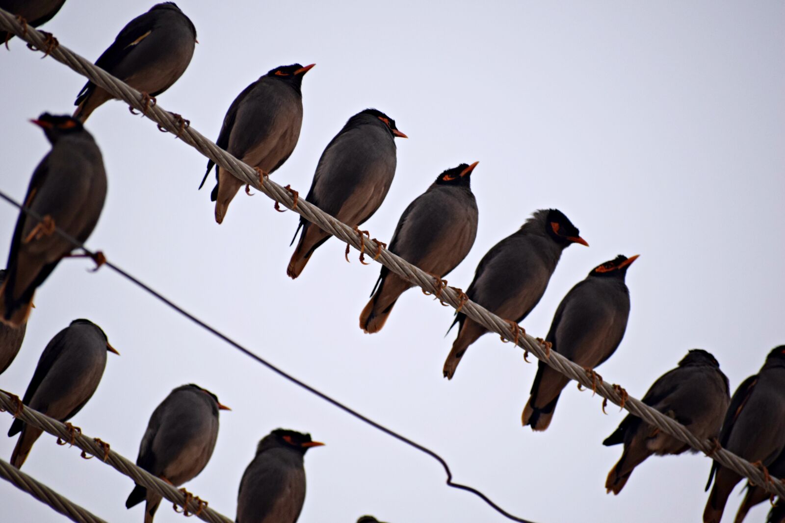 Nikon D3300 sample photo. Flock, birds, sitting photography