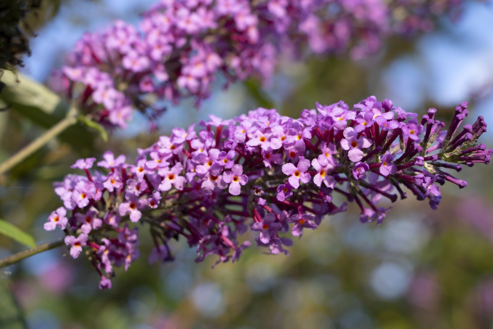 Canon EOS 750D (EOS Rebel T6i / EOS Kiss X8i) sample photo. Flowers, autumn, blossom photography