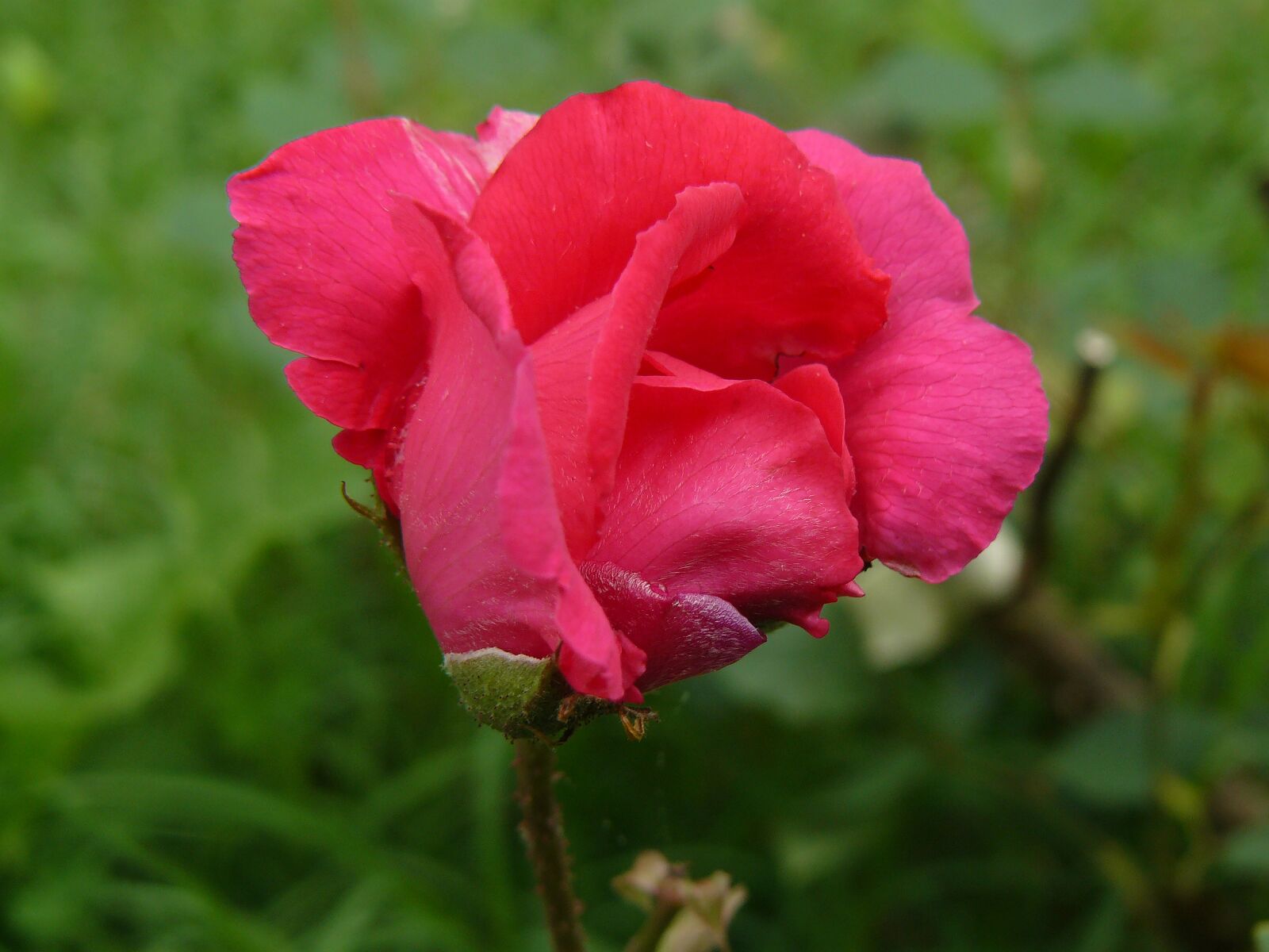 Panasonic DMC-FZ8 sample photo. Rose, flower, red photography
