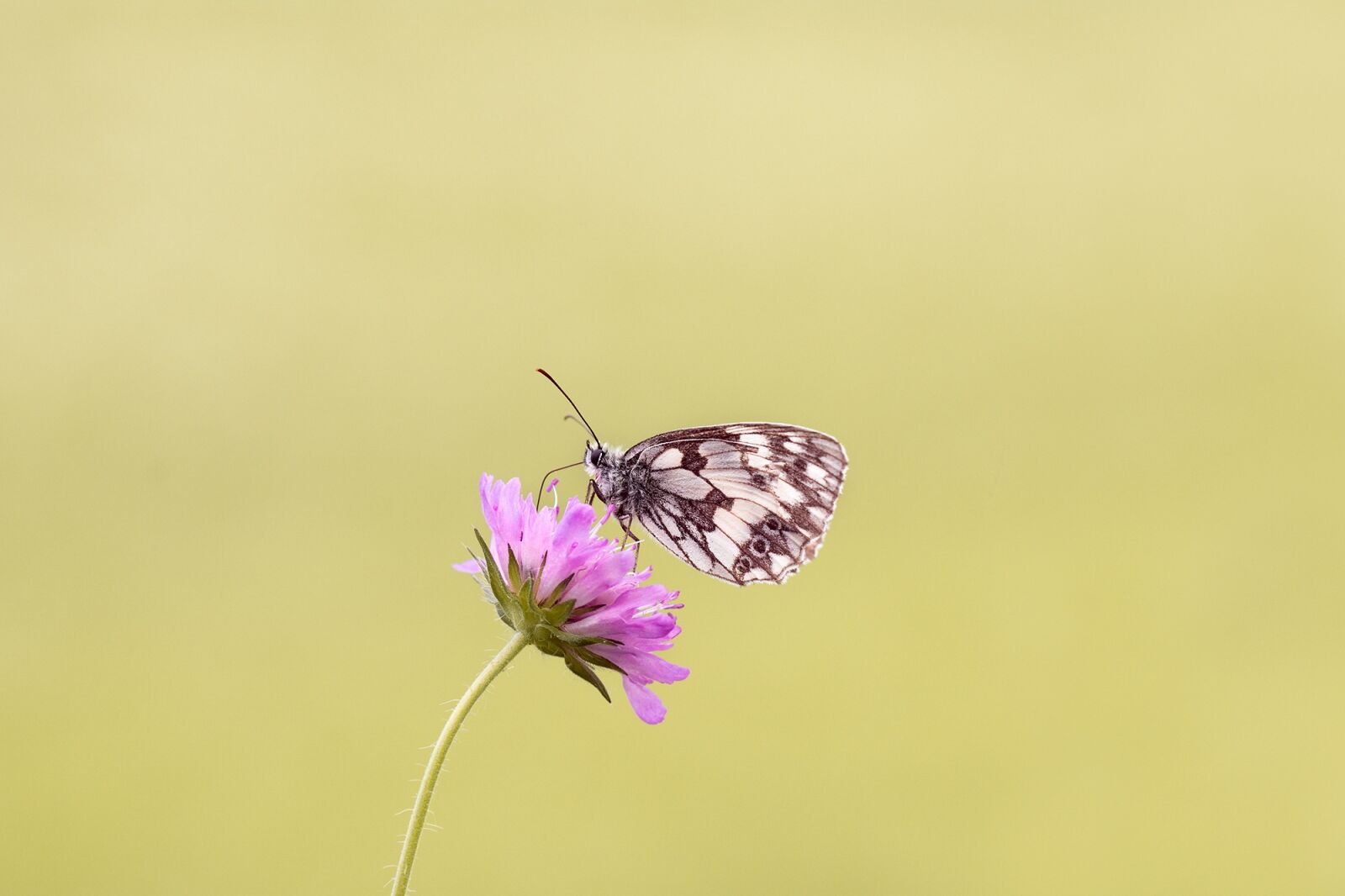 Nikon D7100 sample photo. Butterfly, chess board, women's photography