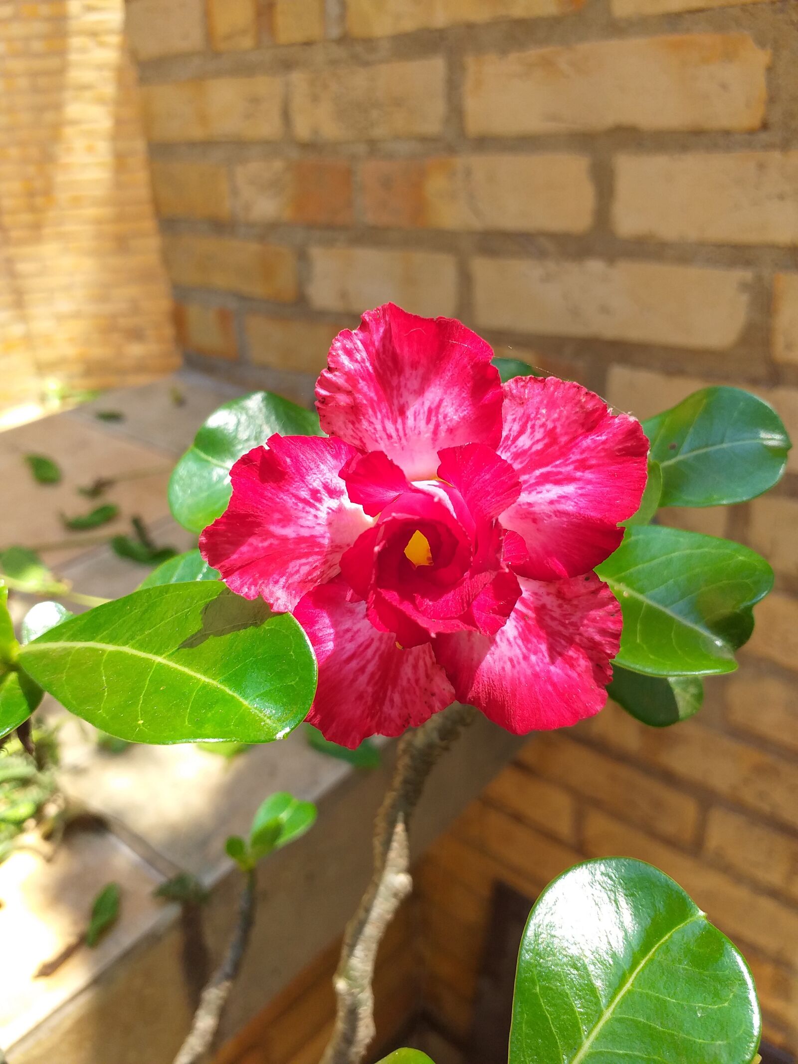 Samsung Galaxy J6+ sample photo. Flowers, the desert rose photography