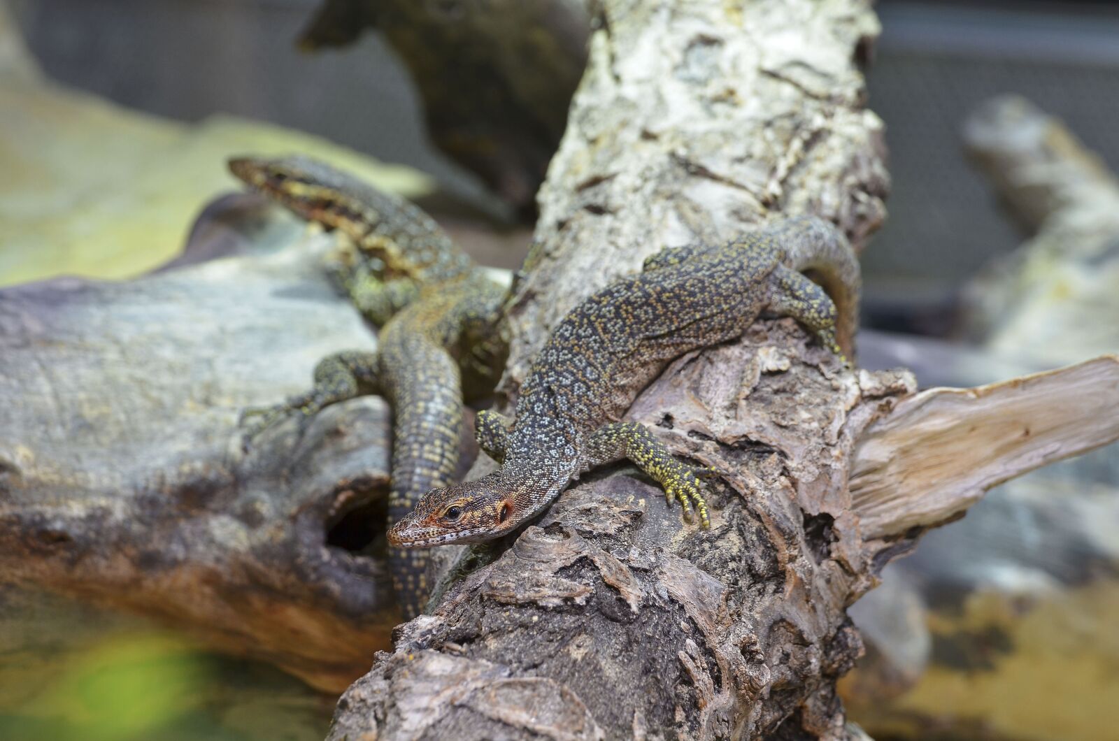 Nikon D7000 sample photo. Timorwaran, reptile, monitor photography