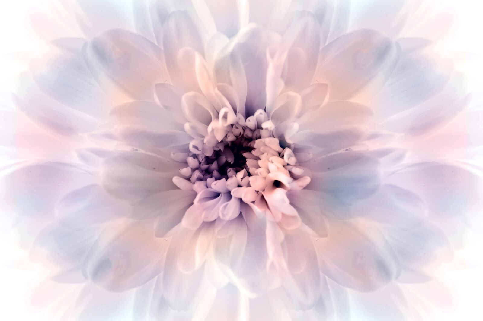Nikon D700 sample photo. Macro, art, flower photography