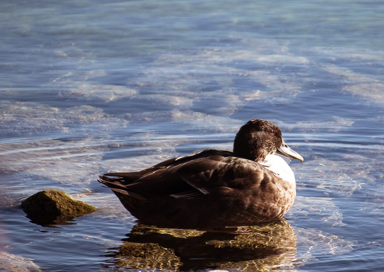 Canon EF-S 55-250mm F4-5.6 IS STM sample photo. Mallard, duck, water bird photography