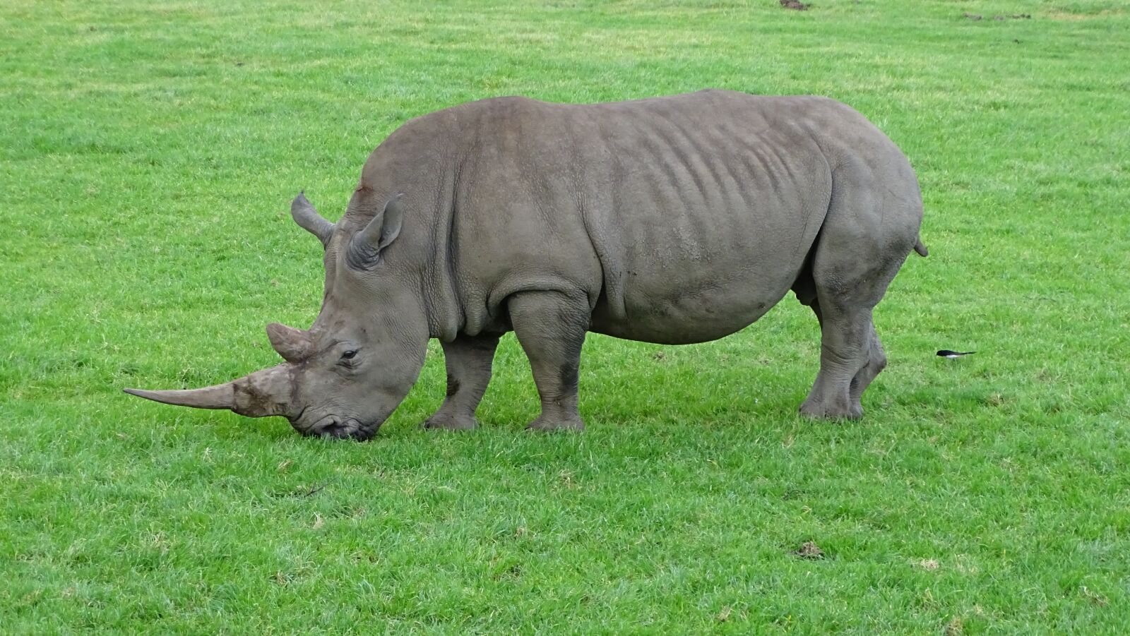 Sony Cyber-shot DSC-HX400V sample photo. Rhino, rhinoceros, wild photography