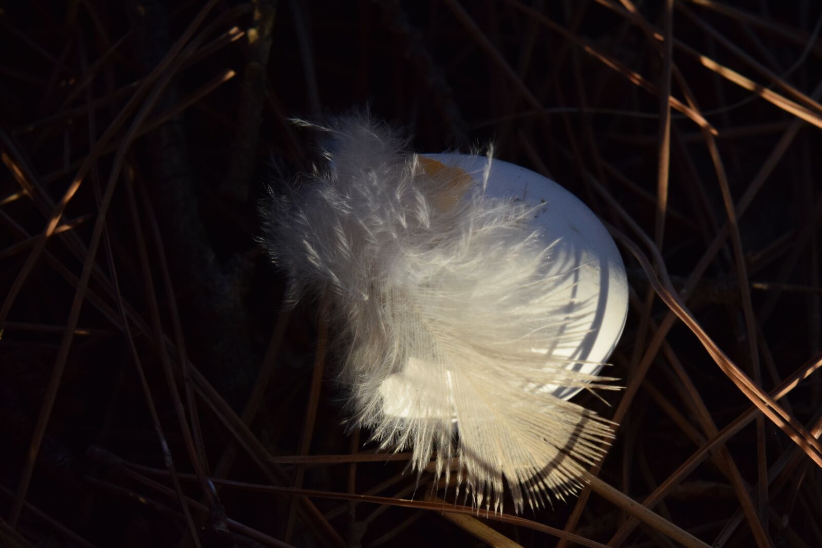 Nikon D3300 sample photo. Feather, bird feather, fluff photography