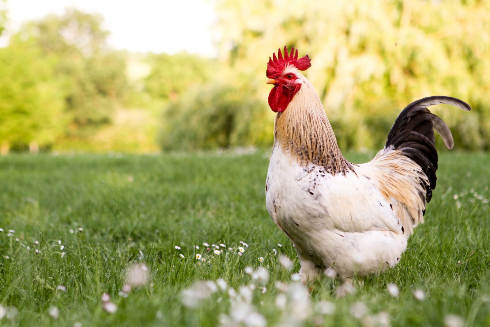 Canon EOS 7D sample photo. Cockerel, rooster, chicken photography