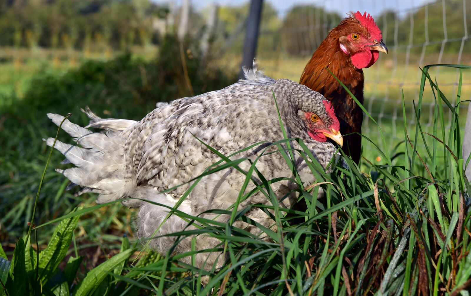 Nikon D750 sample photo. Chicken, hahn, pair photography