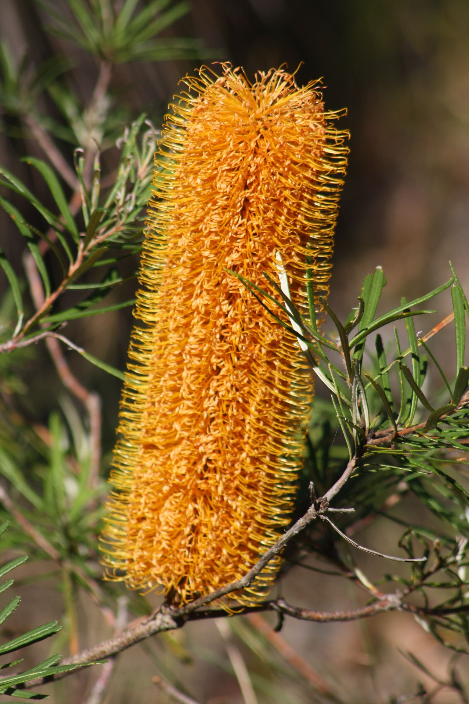 Canon EOS 1000D (EOS Digital Rebel XS / EOS Kiss F) sample photo. Banksia, flower, yellow photography