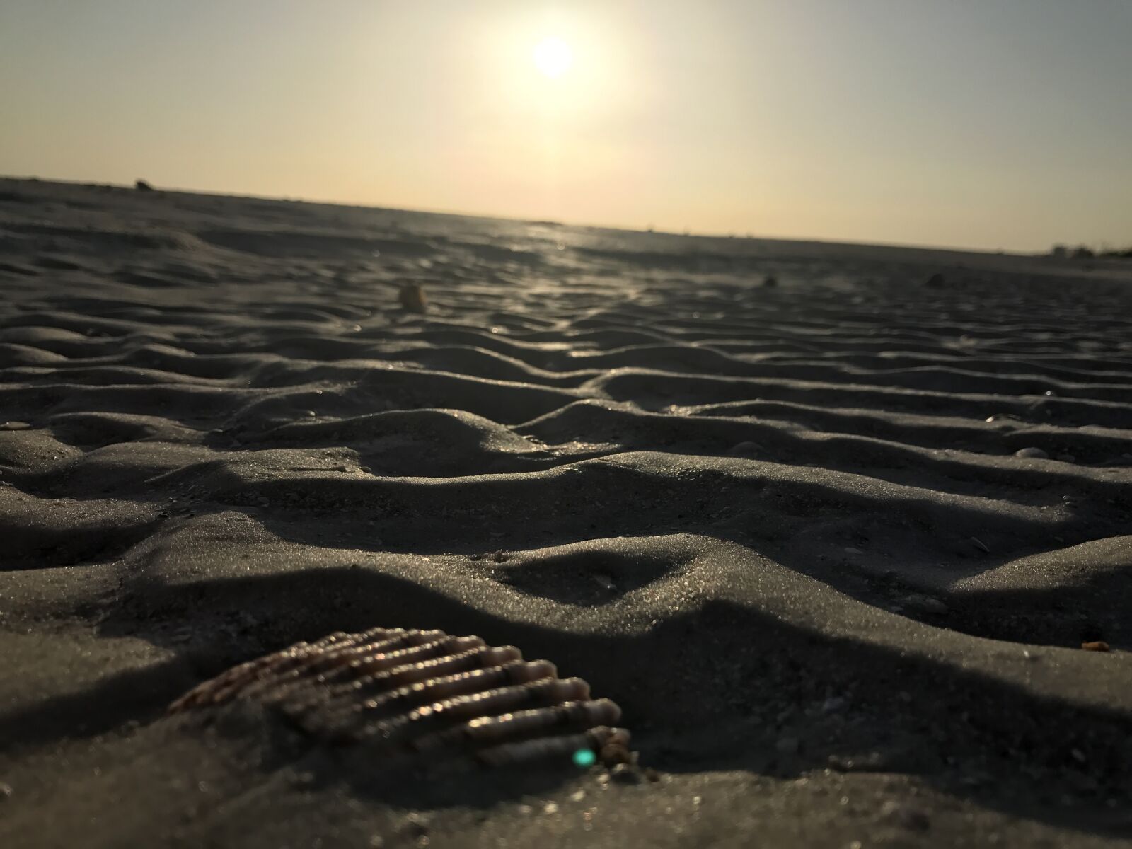 iPhone 7 back camera 3.99mm f/1.8 sample photo. Shell, florida, vacations photography