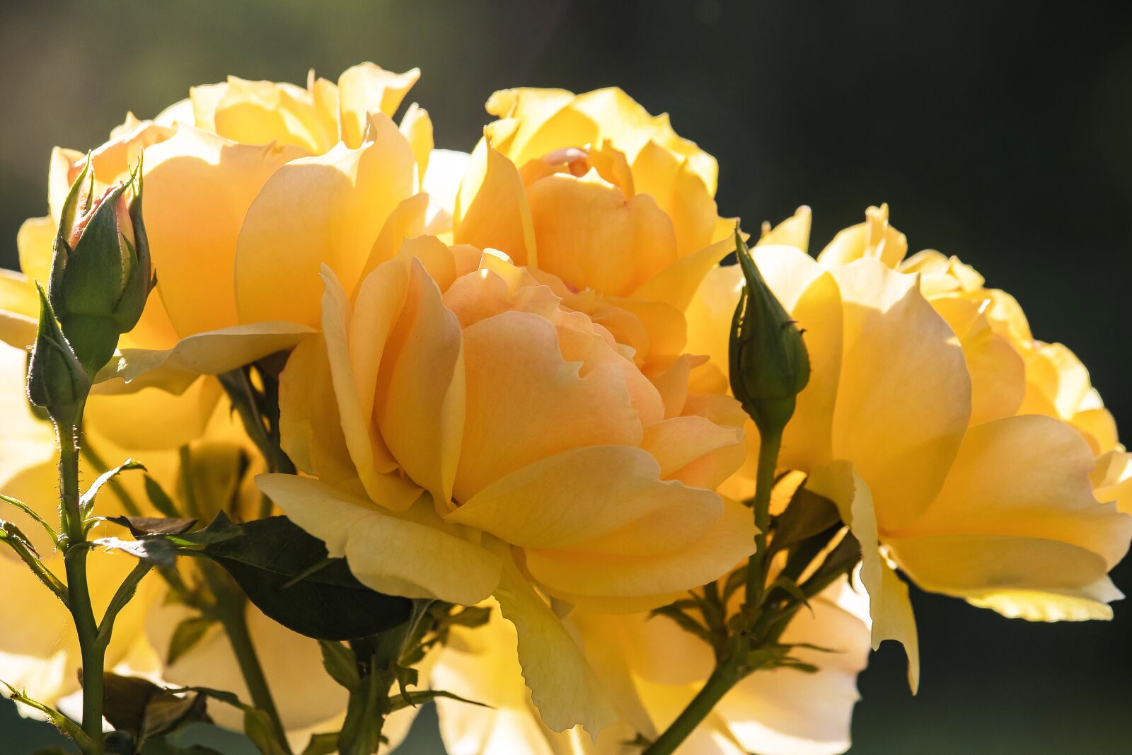Canon EOS 80D sample photo. Roses, blossom, bloom photography
