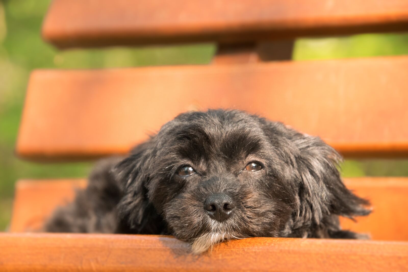 Nikon D3300 sample photo. Mammal, animal, dog photography