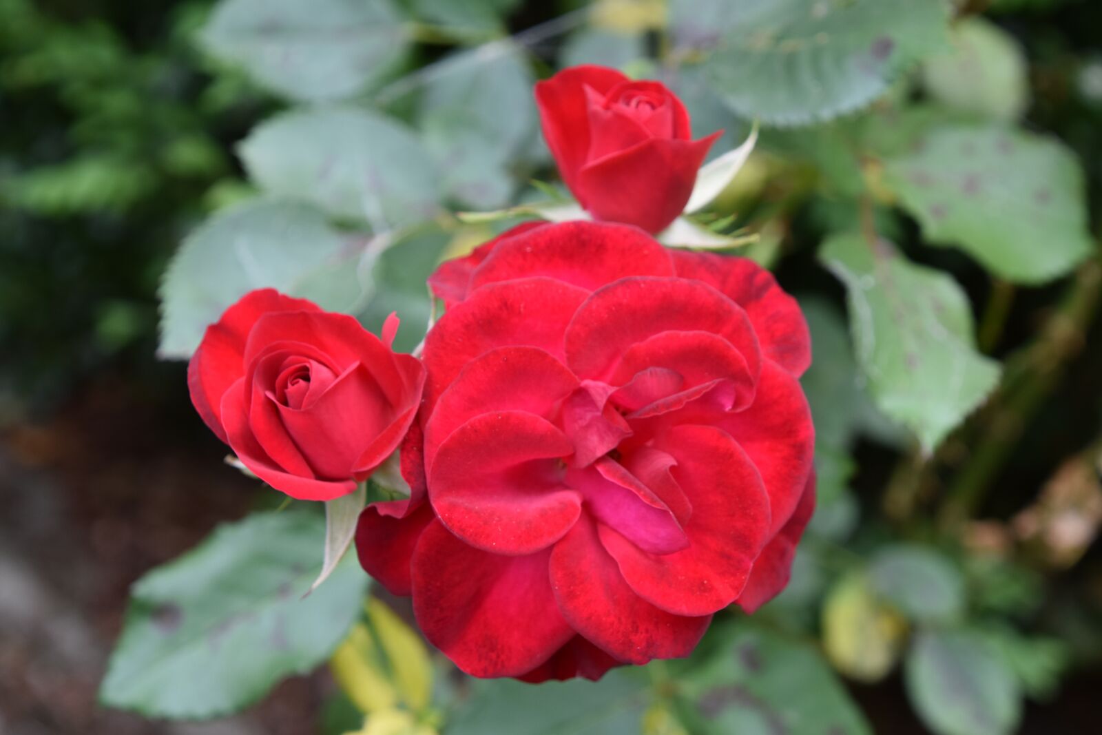 Nikon D5600 sample photo. Pink, rosebush, red photography