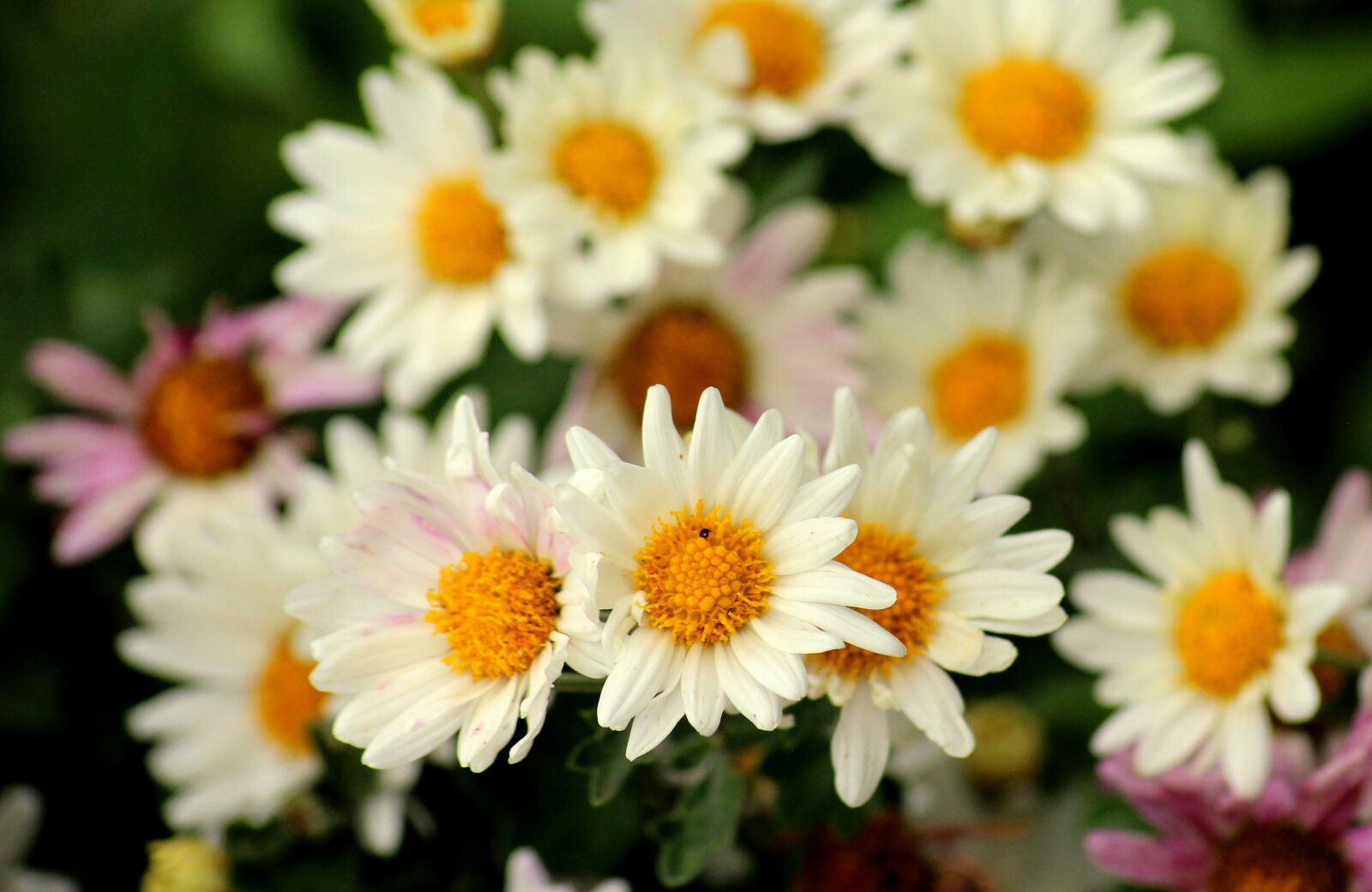 Canon EOS 1200D (EOS Rebel T5 / EOS Kiss X70 / EOS Hi) sample photo. Flowers, white flowers, chrysanthemum photography