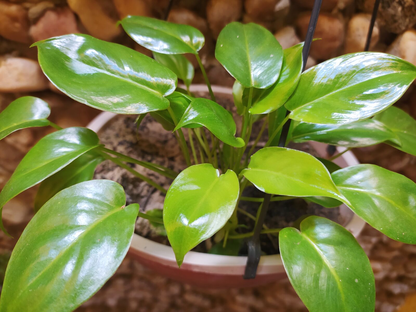 Xiaomi Redmi Note 8 sample photo. Plant, green, garden photography