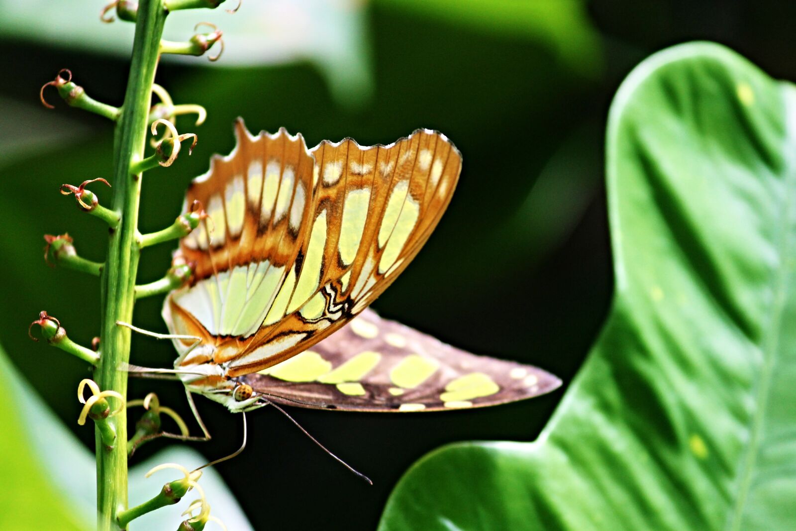 Canon EOS 1100D (EOS Rebel T3 / EOS Kiss X50) sample photo. Malachite butterfly, siproeta stelenes photography