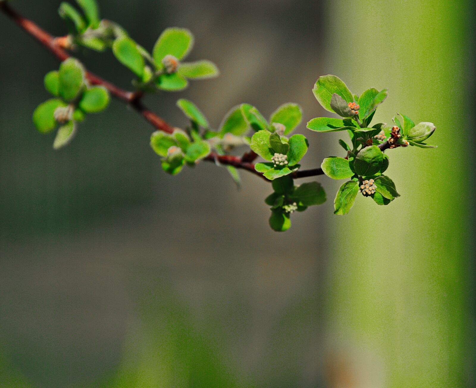 Nikon D3200 sample photo. Green, bush, nature photography