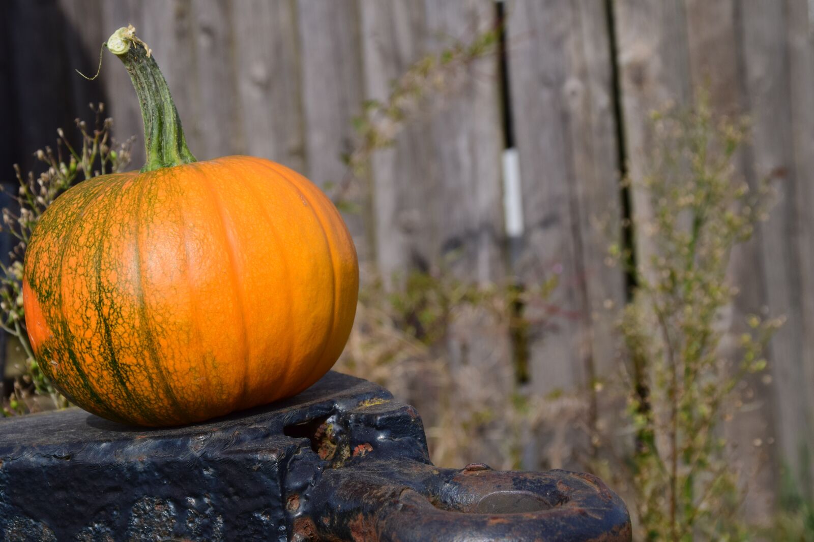 Nikon D3300 sample photo. Pumpkin, trailers, wooden wall photography