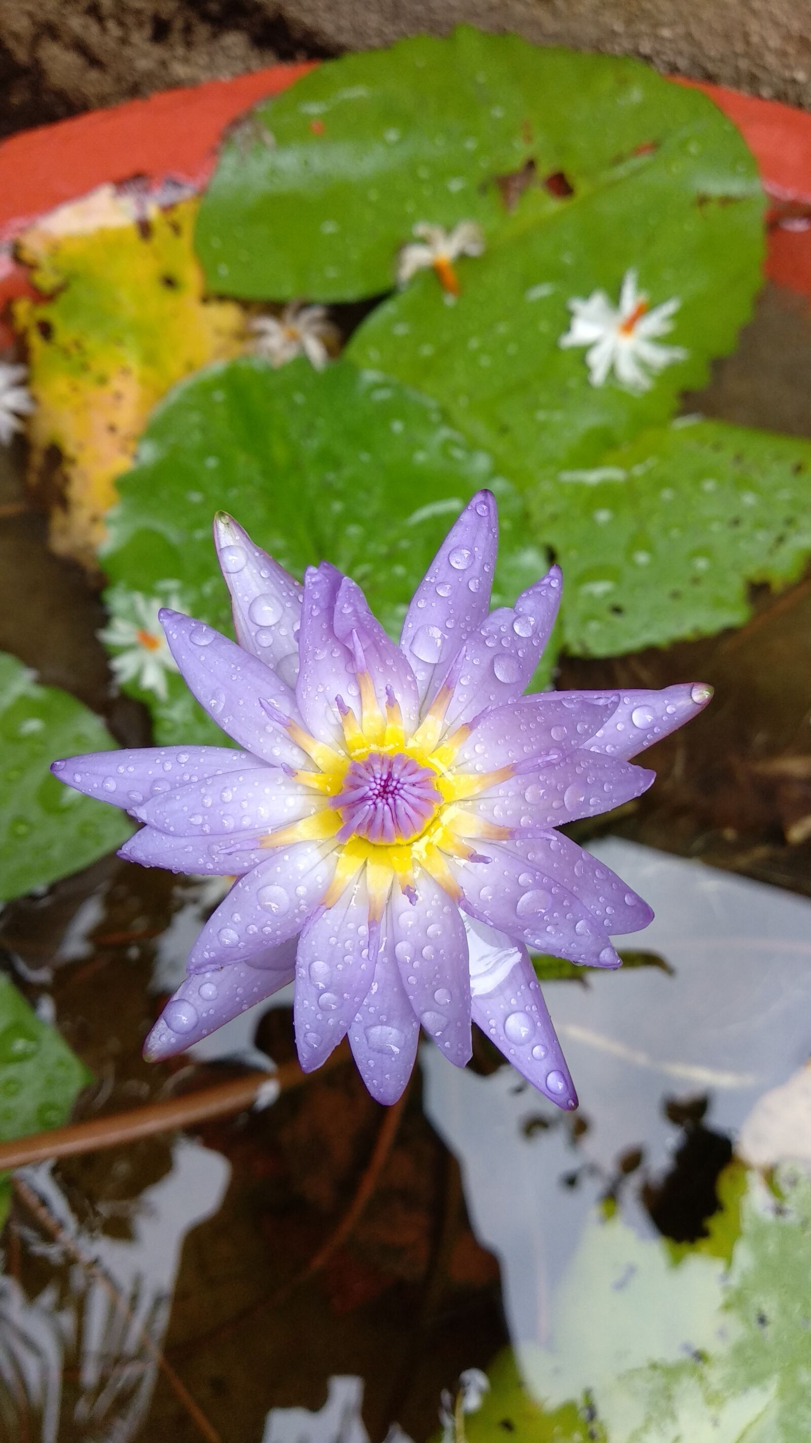 Xiaomi Mi A1 sample photo. Lotus, flower, nature photography