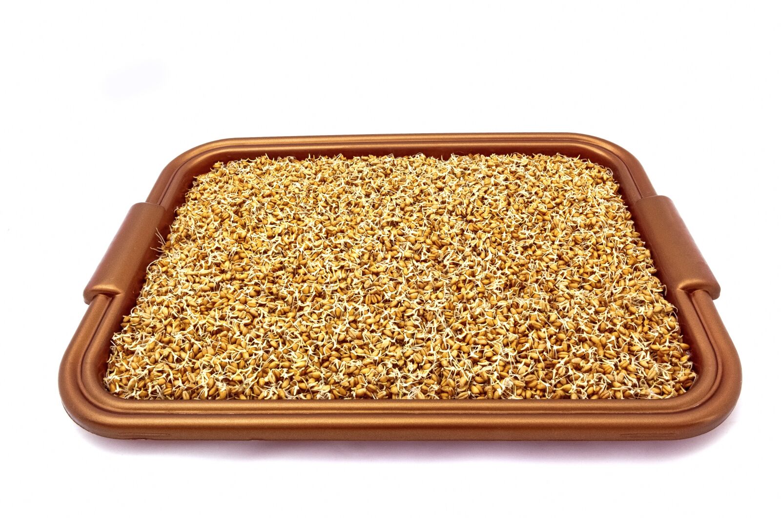 Nikon D5000 sample photo. Grains, wheat, sprouted grains photography