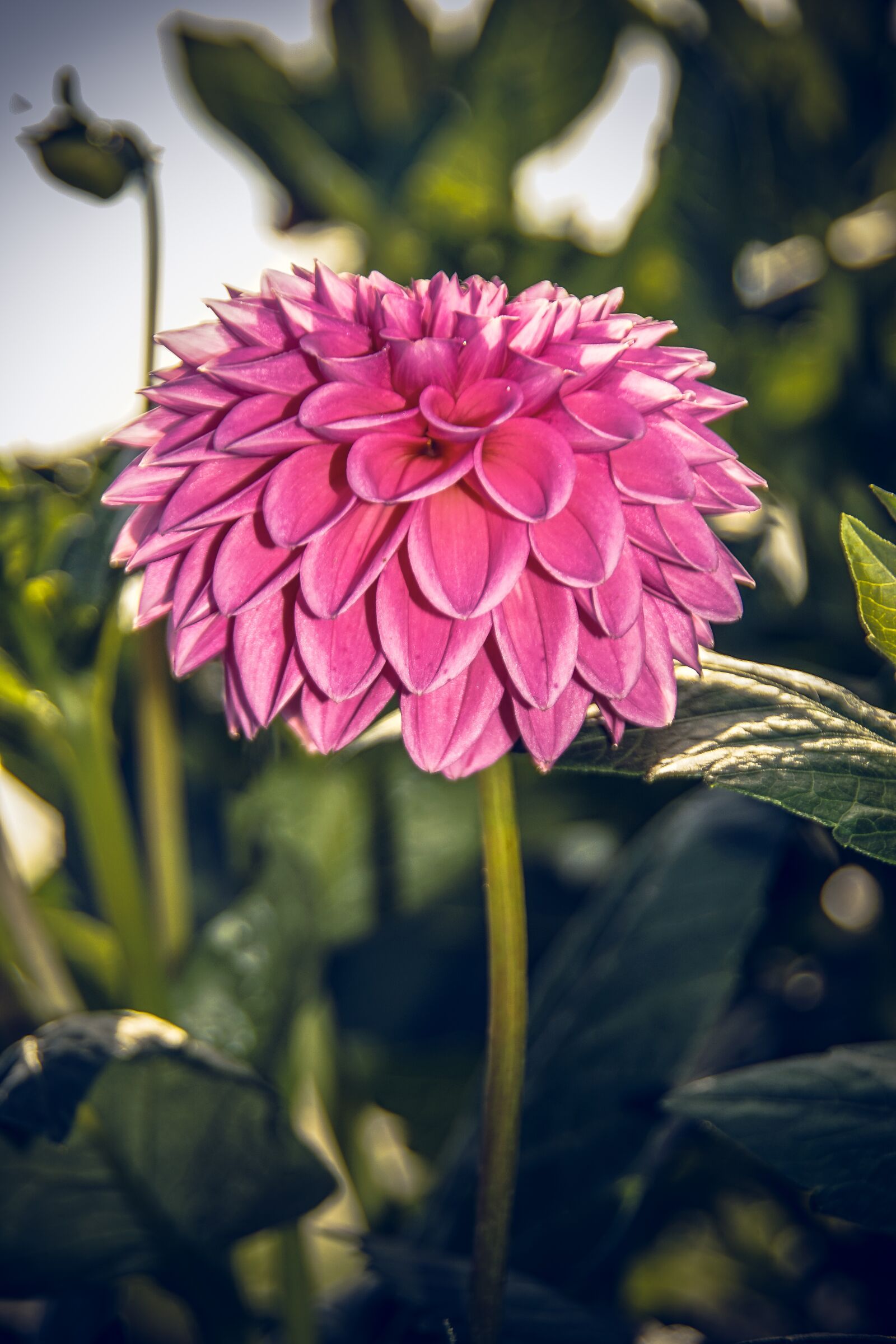 Sony ILCA-77M2 sample photo. Dahlia, blossom, bloom photography
