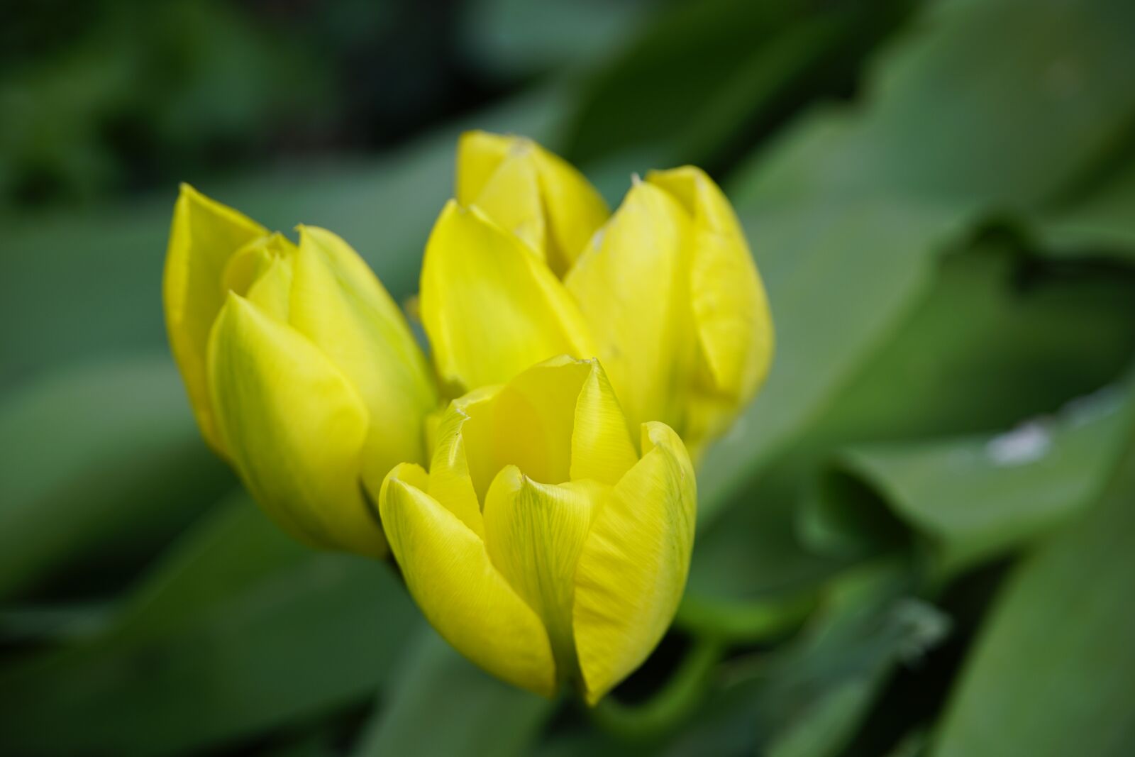 Sony a7R II sample photo. Tulips, yellow, flowers photography