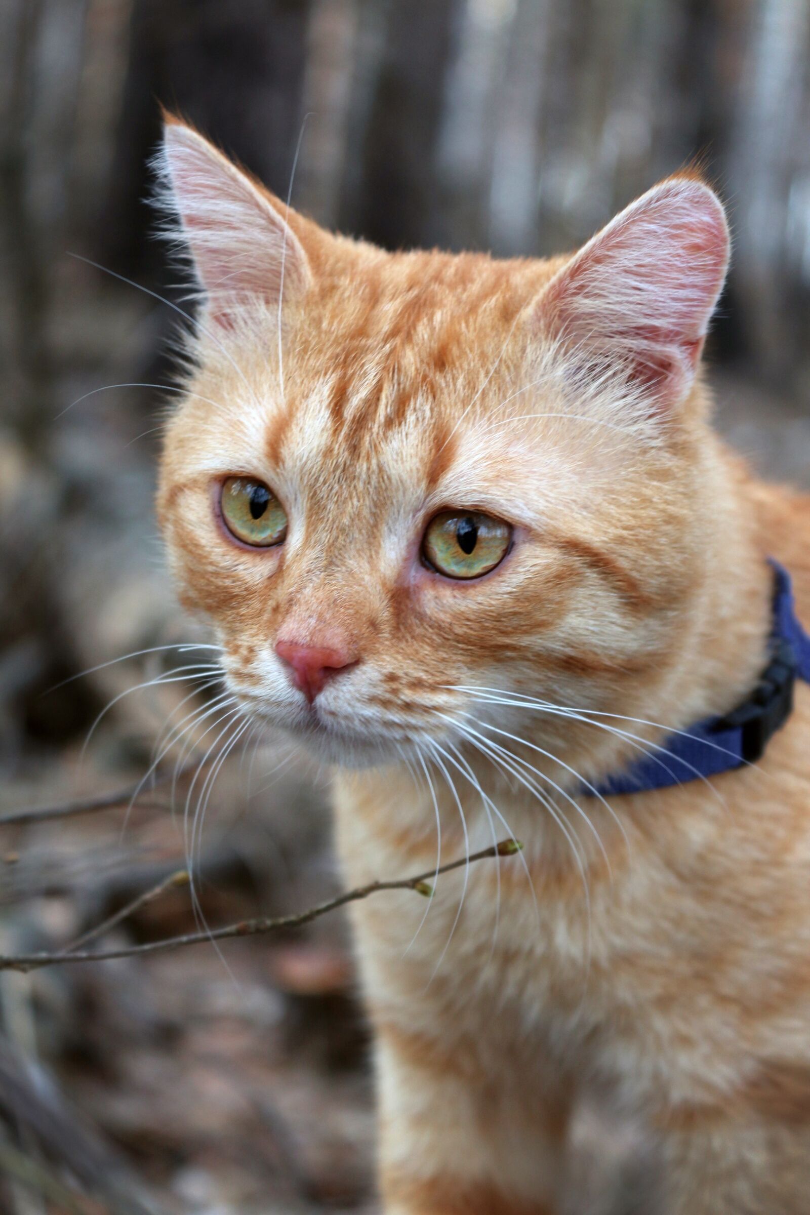 Canon EOS 650D (EOS Rebel T4i / EOS Kiss X6i) sample photo. Cat, red-headed cat, red photography