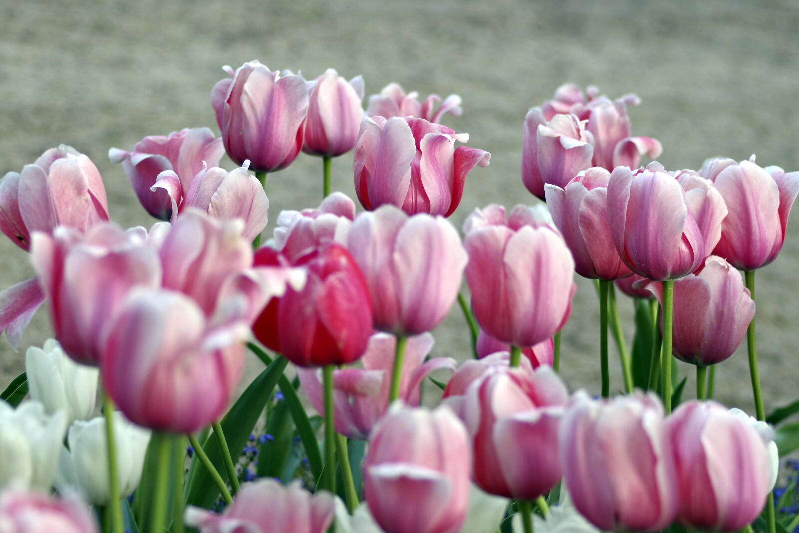 Pentax K-S2 sample photo. Tulips, violet, pink photography