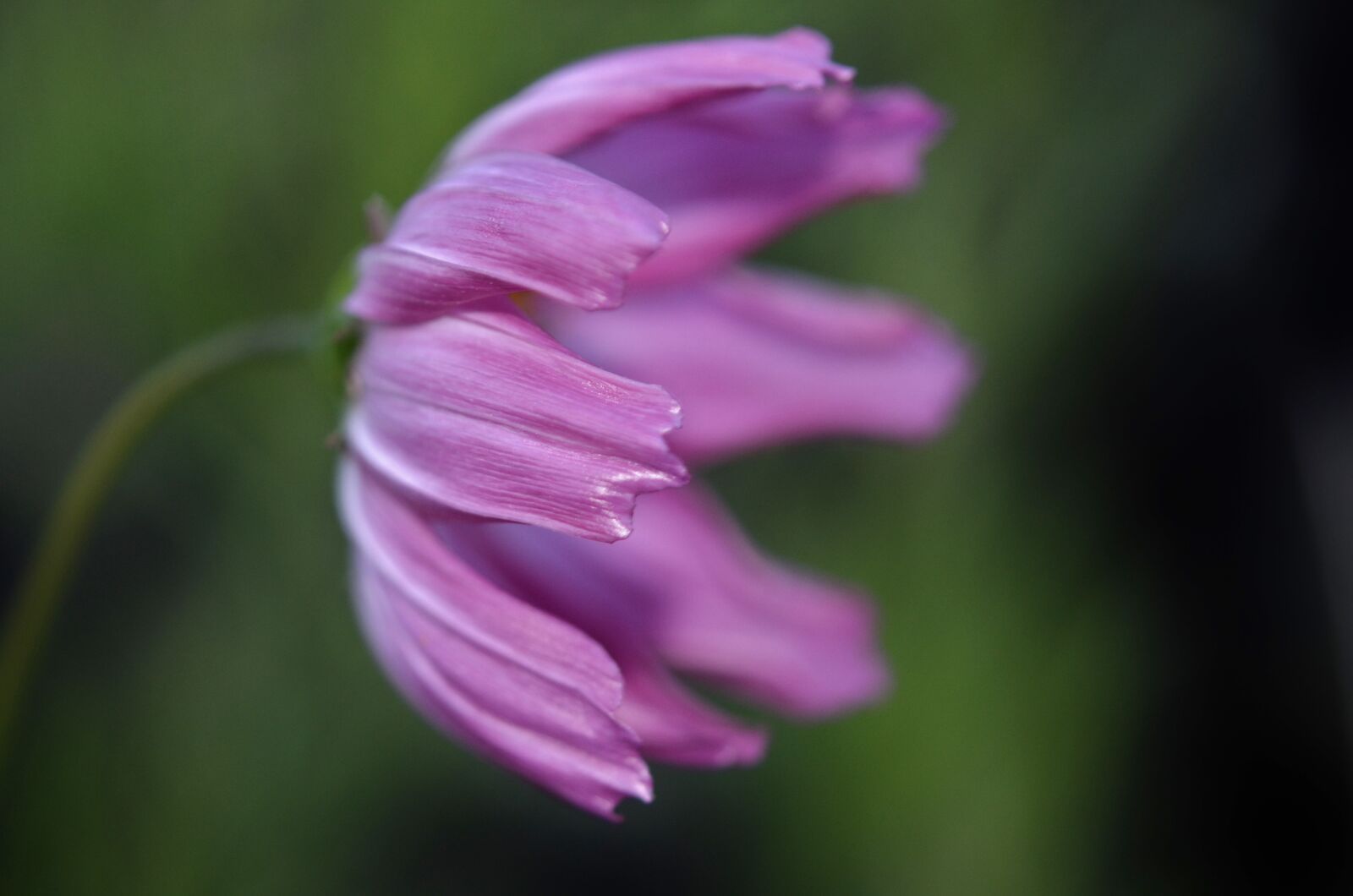 Nikon D7000 sample photo. Nature, flower, flora photography