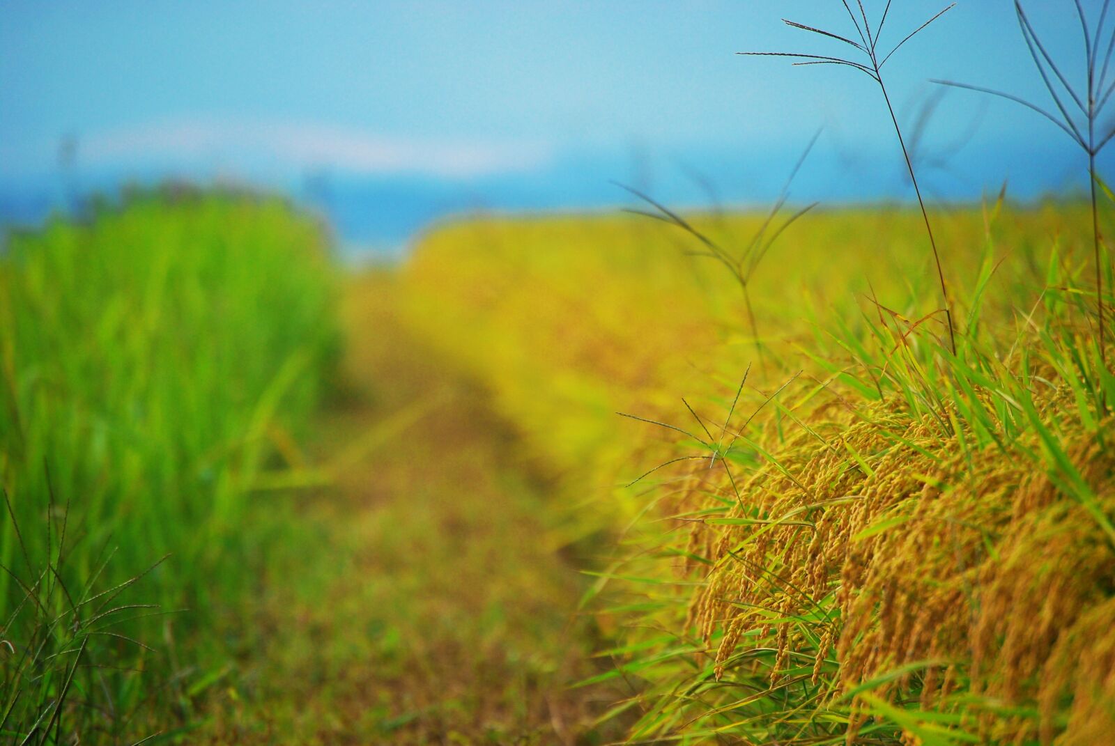 Nikon D60 sample photo. Harvest, ch, grain photography