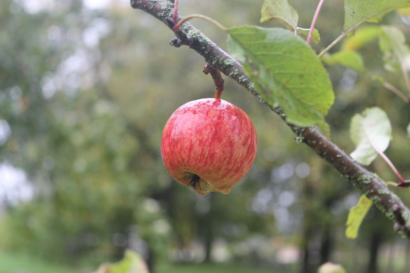 Canon EOS 600D (Rebel EOS T3i / EOS Kiss X5) sample photo. Apple, nature, natural photography
