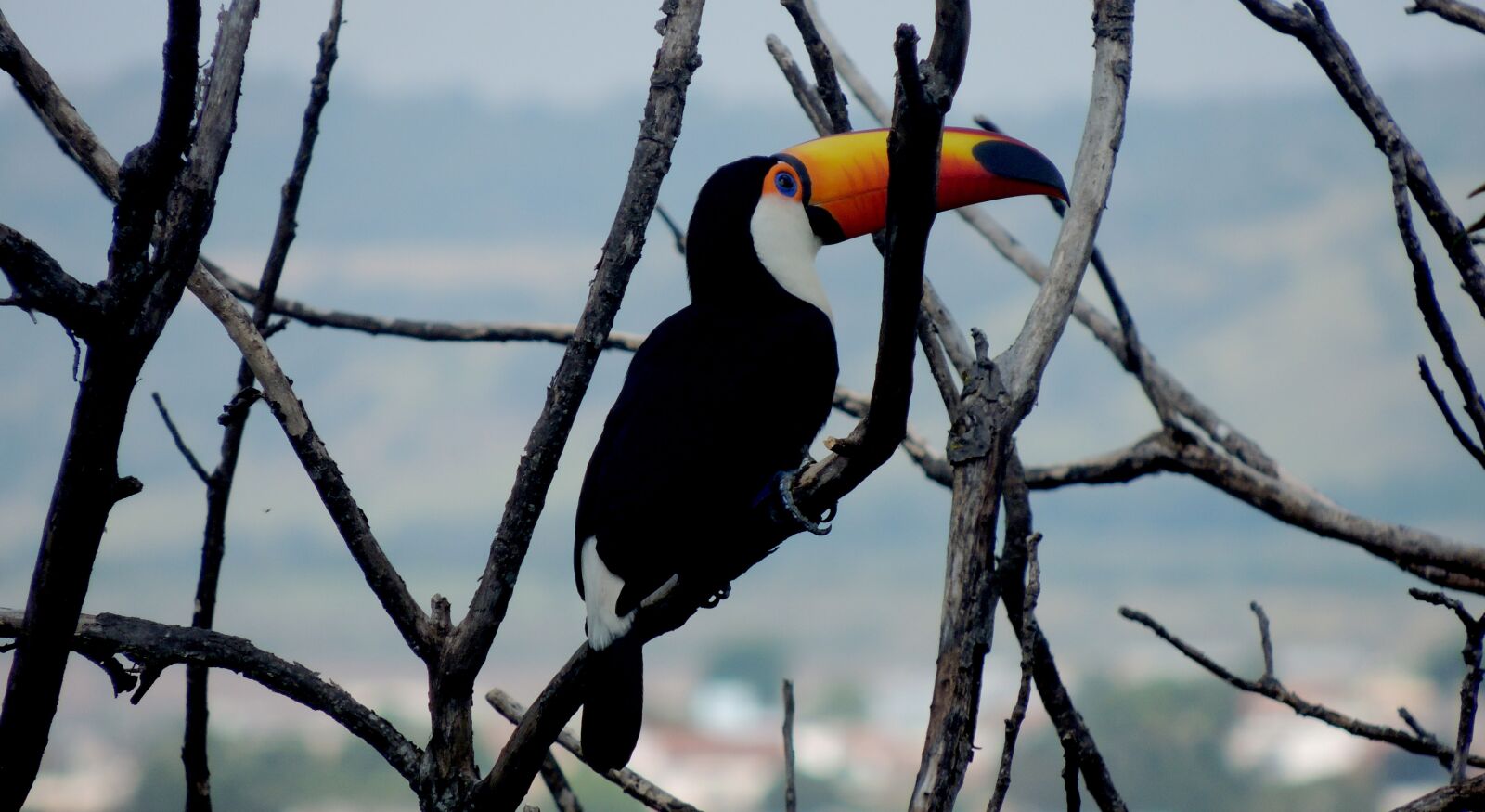 Nikon Coolpix P510 sample photo. Tucano, animal, twigs photography