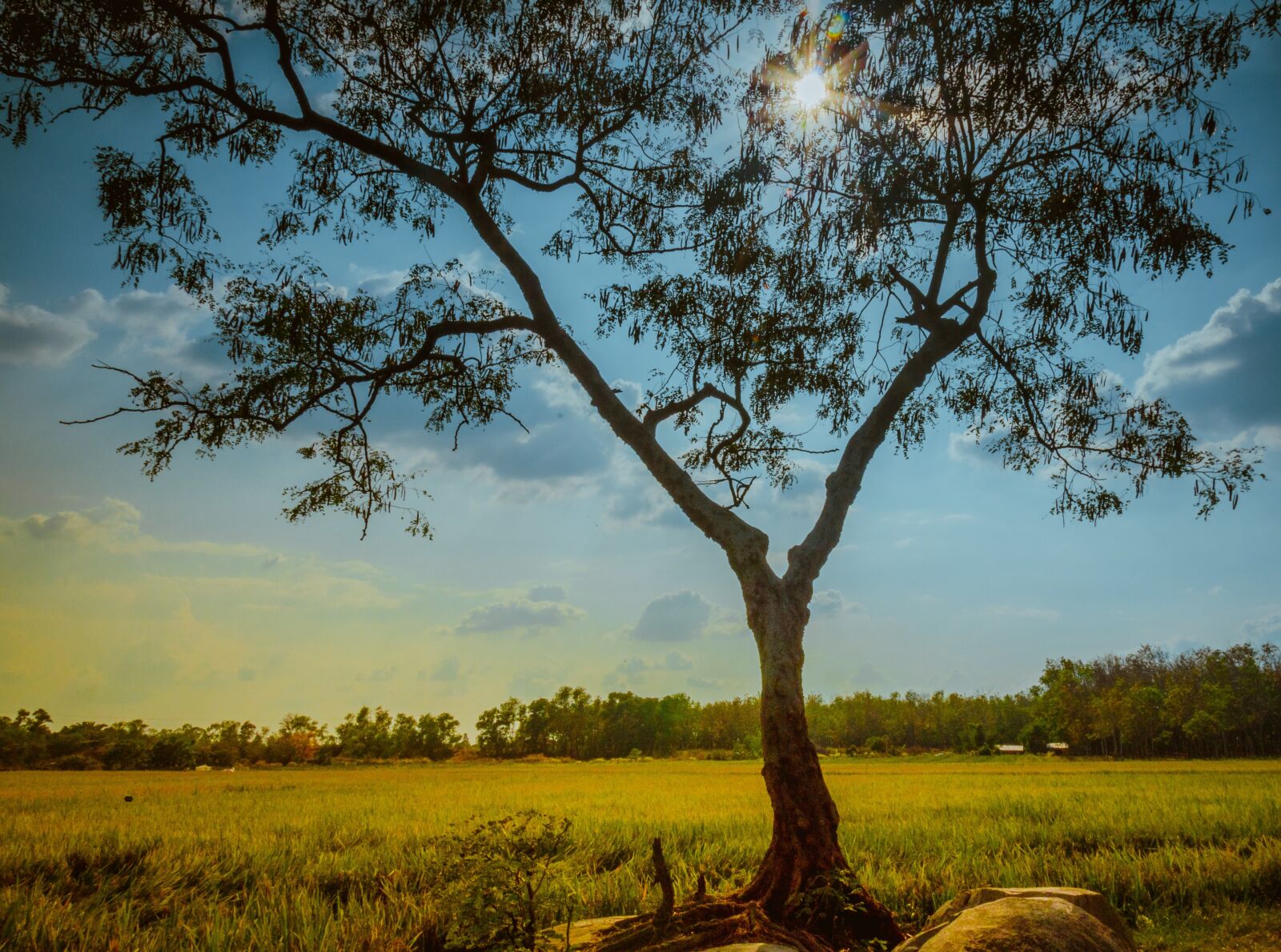Nikon D5100 sample photo. Farm, sunset, light photography