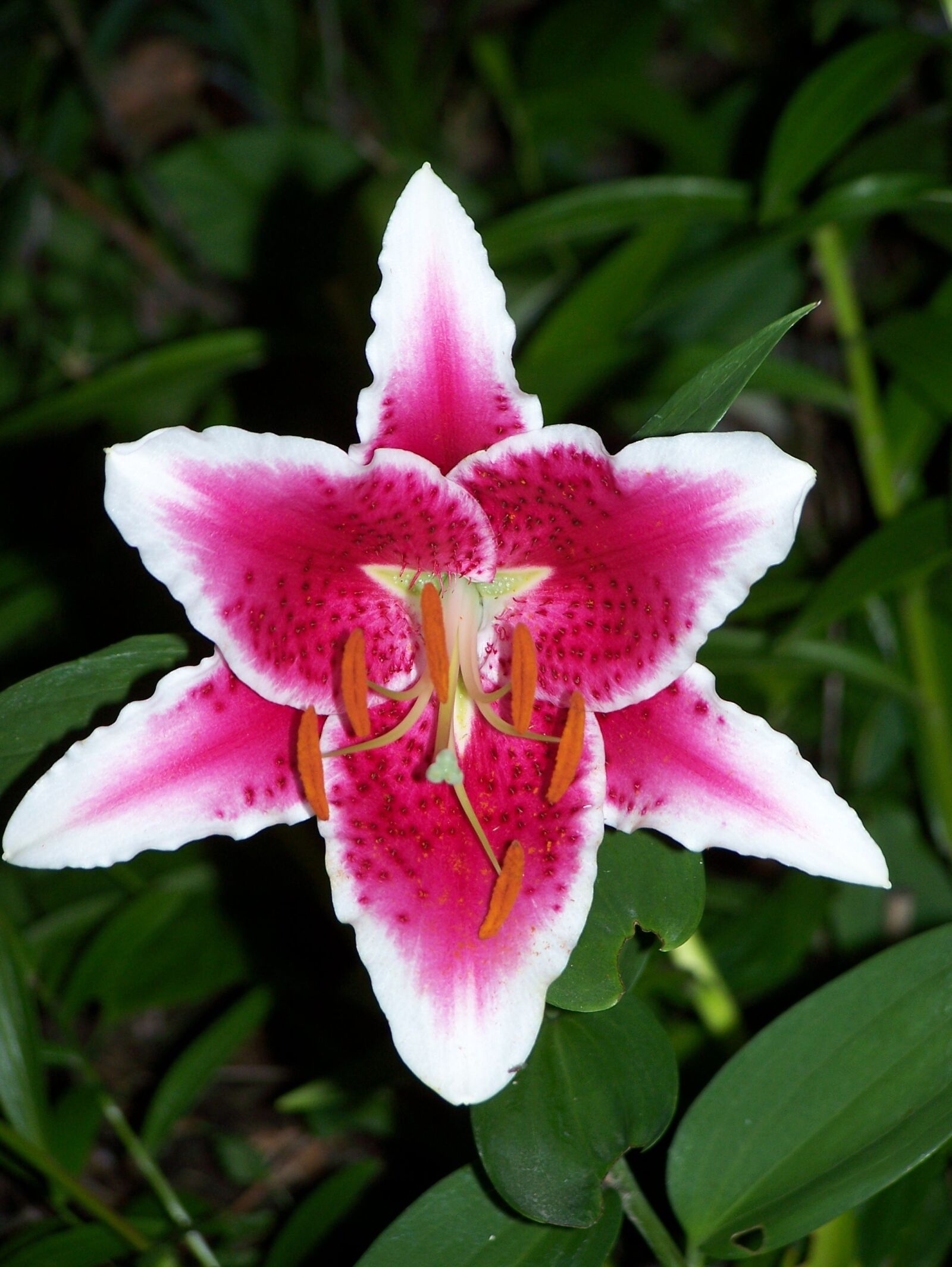 Kodak Z650 ZOOM DIGITAL CAMERA sample photo. Flower, lily, nature photography