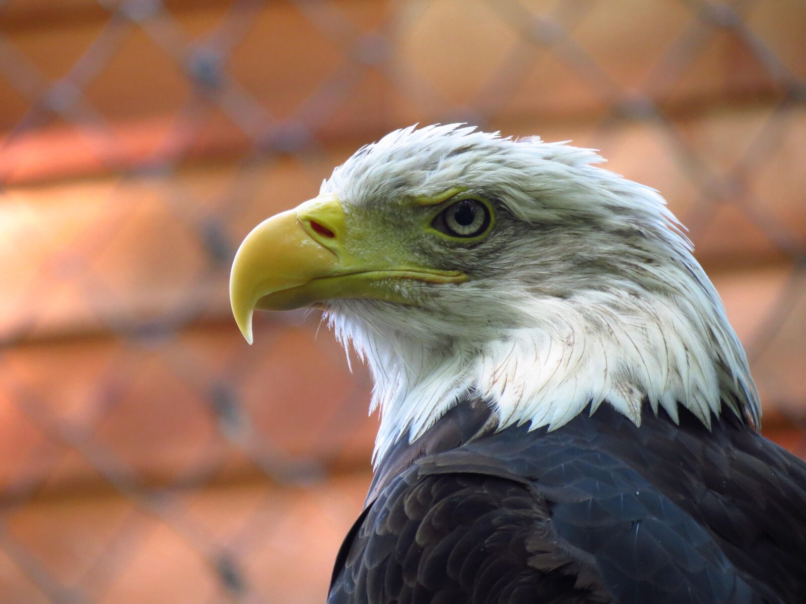 Canon PowerShot SX40 HS sample photo. Adler, raptor, nature photography