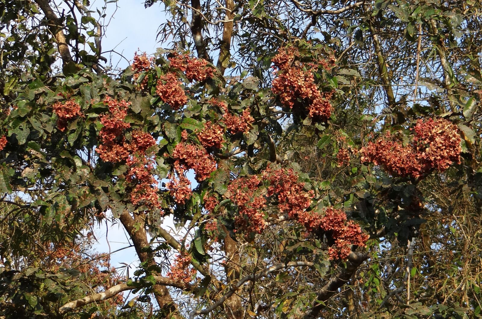 Sony DSC-HX200V sample photo. Terminalia paniculata, kinjal, flowering photography