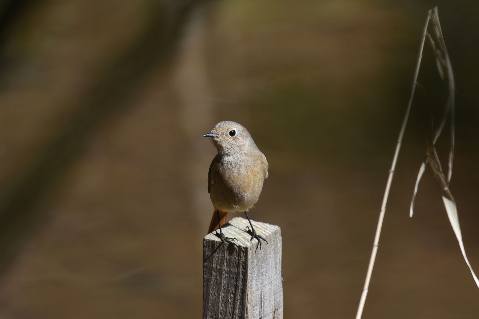 Nikon D7200 sample photo. Animal, forest, the pile photography