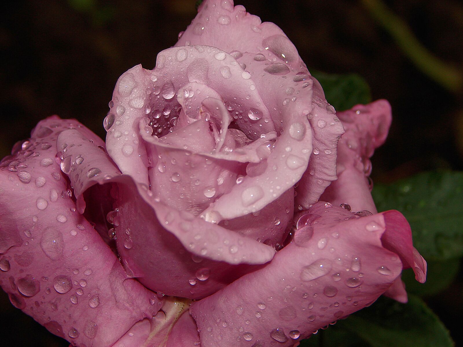 Sony DSC-H2 sample photo. Rose, flower, dew photography