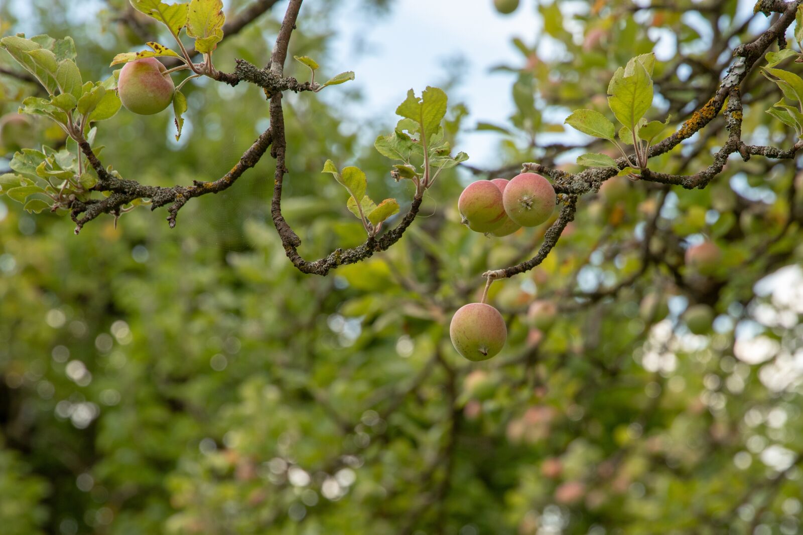 Canon EOS 6D Mark II sample photo. Apple, tree, fruit photography