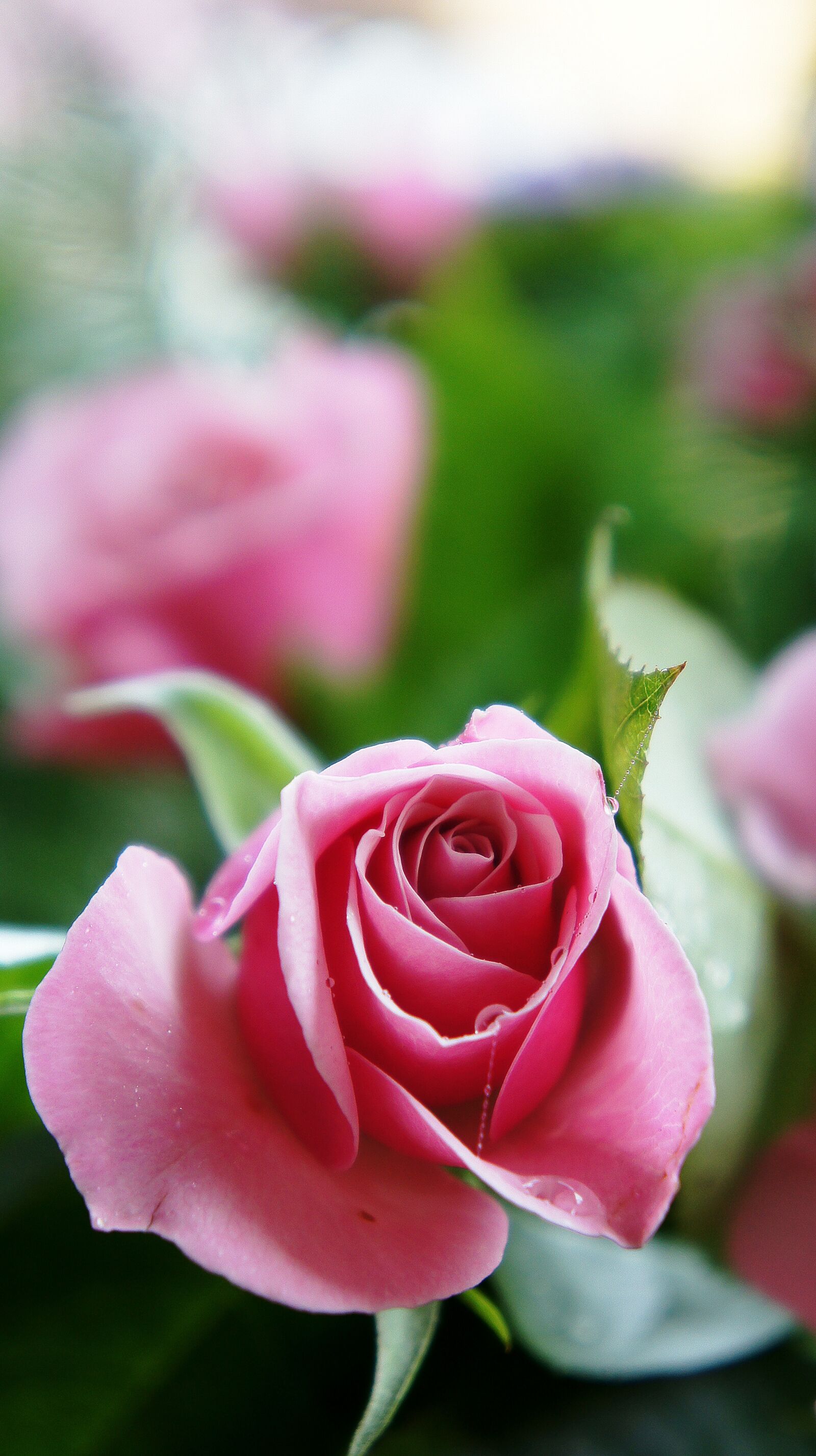 Sony Alpha NEX-5 + Sony E 18-55mm F3.5-5.6 OSS sample photo. Rose, pink rose, pink photography