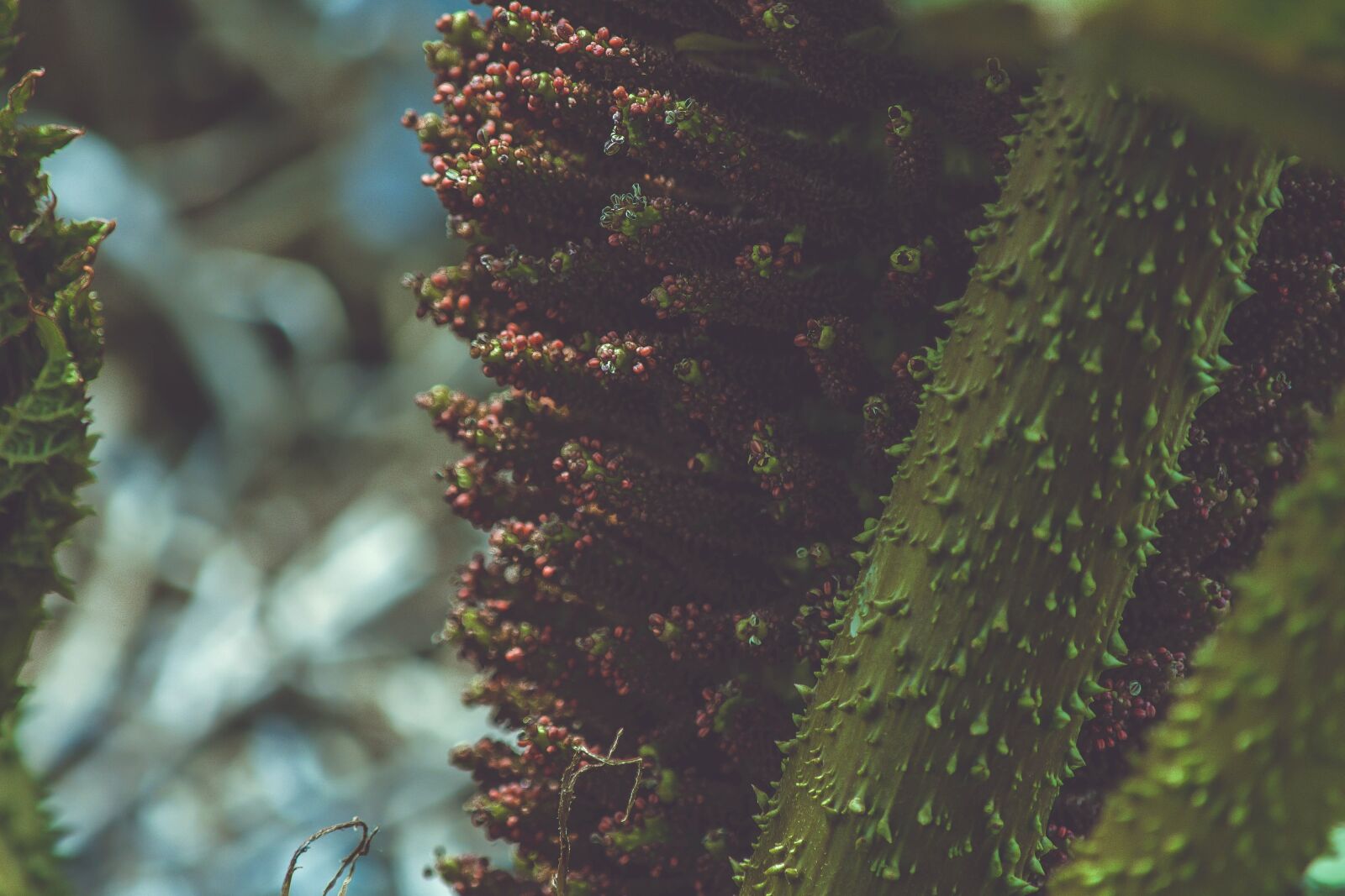 Nikon D5200 sample photo. Macro, herb, green, vegetation photography