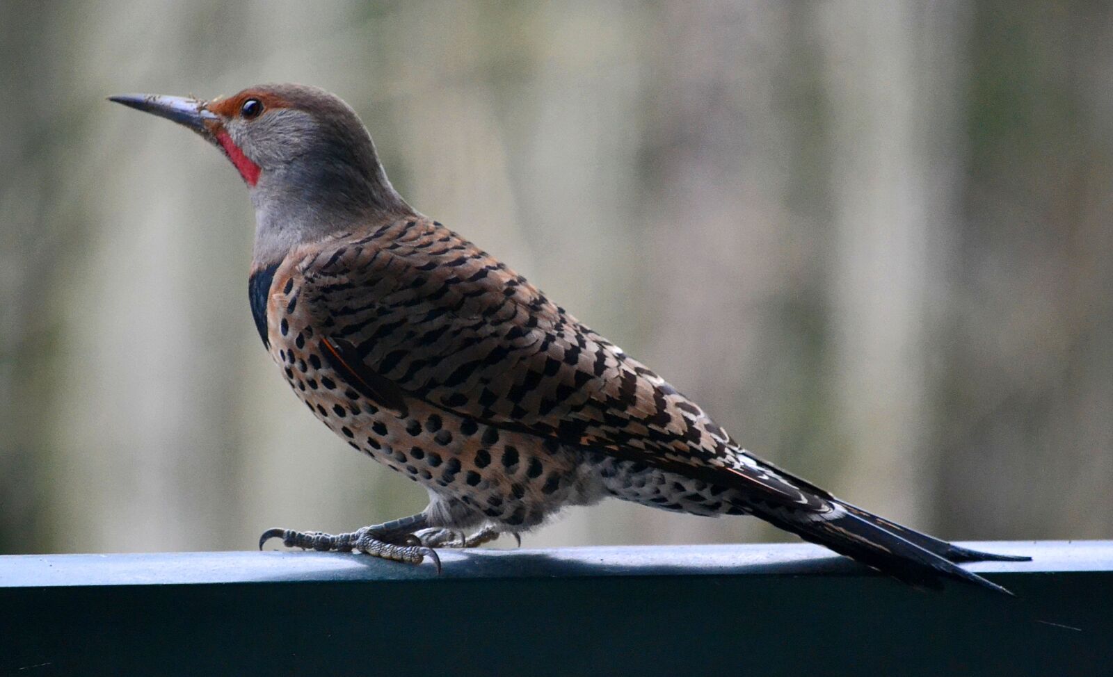 Nikon D3100 sample photo. Woodpecker, bird, jay photography