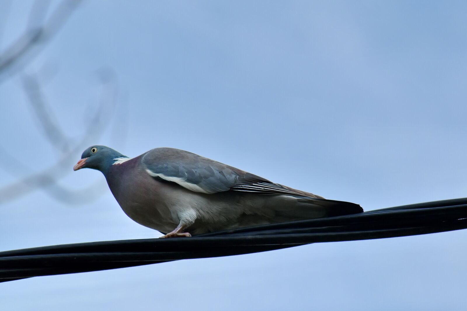 Nikon D5500 sample photo. Pigeon, telephone wire, wildlife photography
