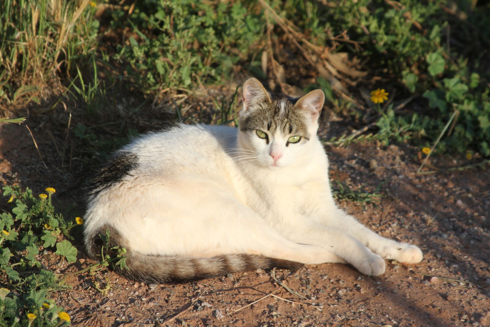 Canon EOS 7D sample photo. Cat, cats, animal photography
