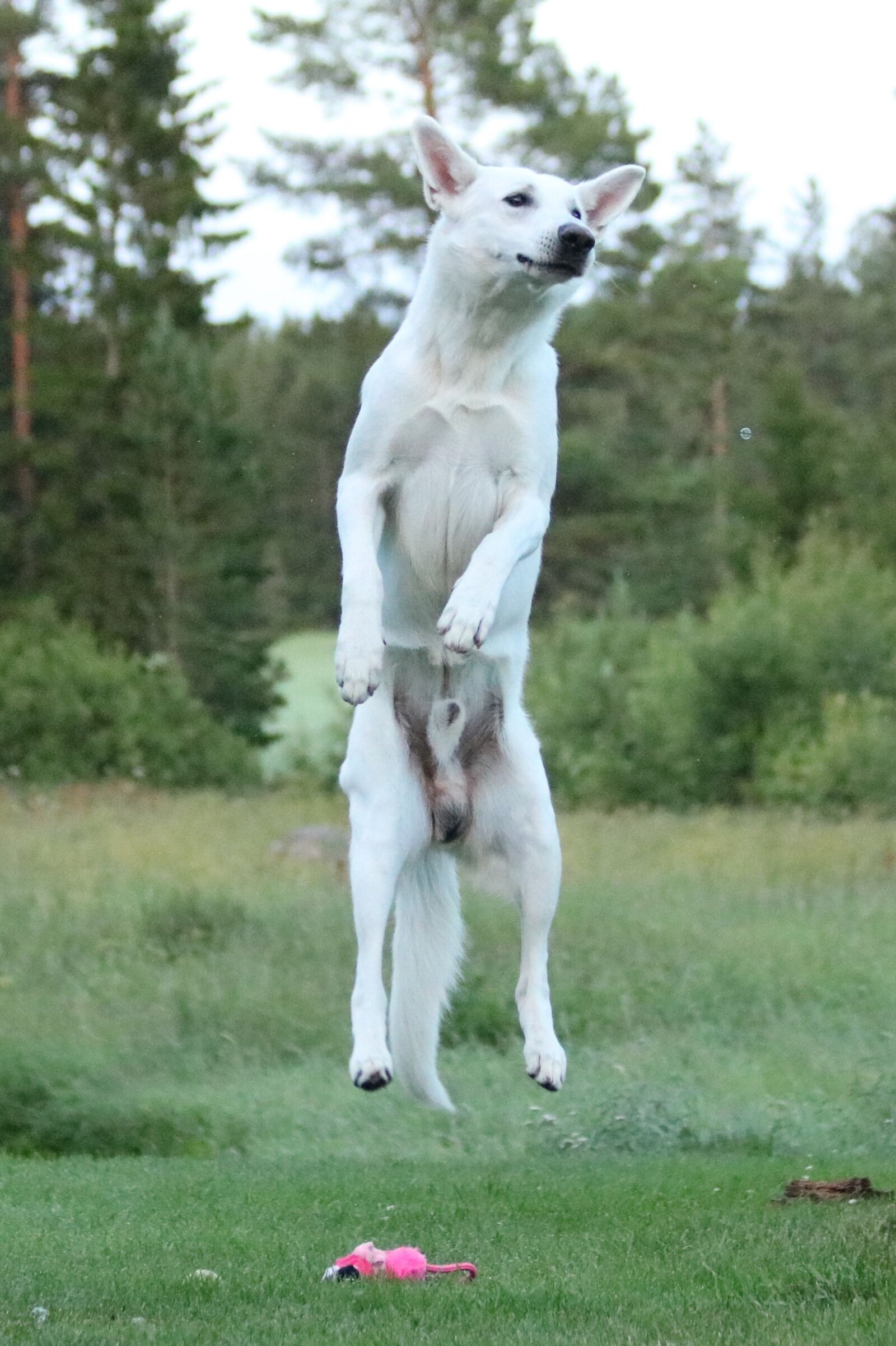 Canon EF 70-300mm F4-5.6 IS USM sample photo. Dog, dog jumps, white photography