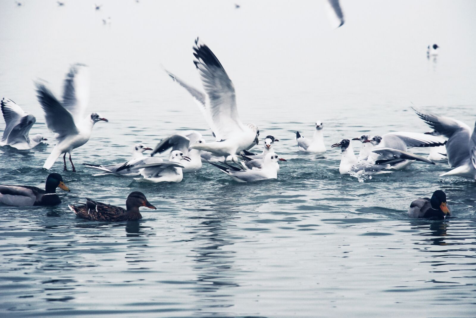 Nikon D80 sample photo. Birds, winter, balaton photography
