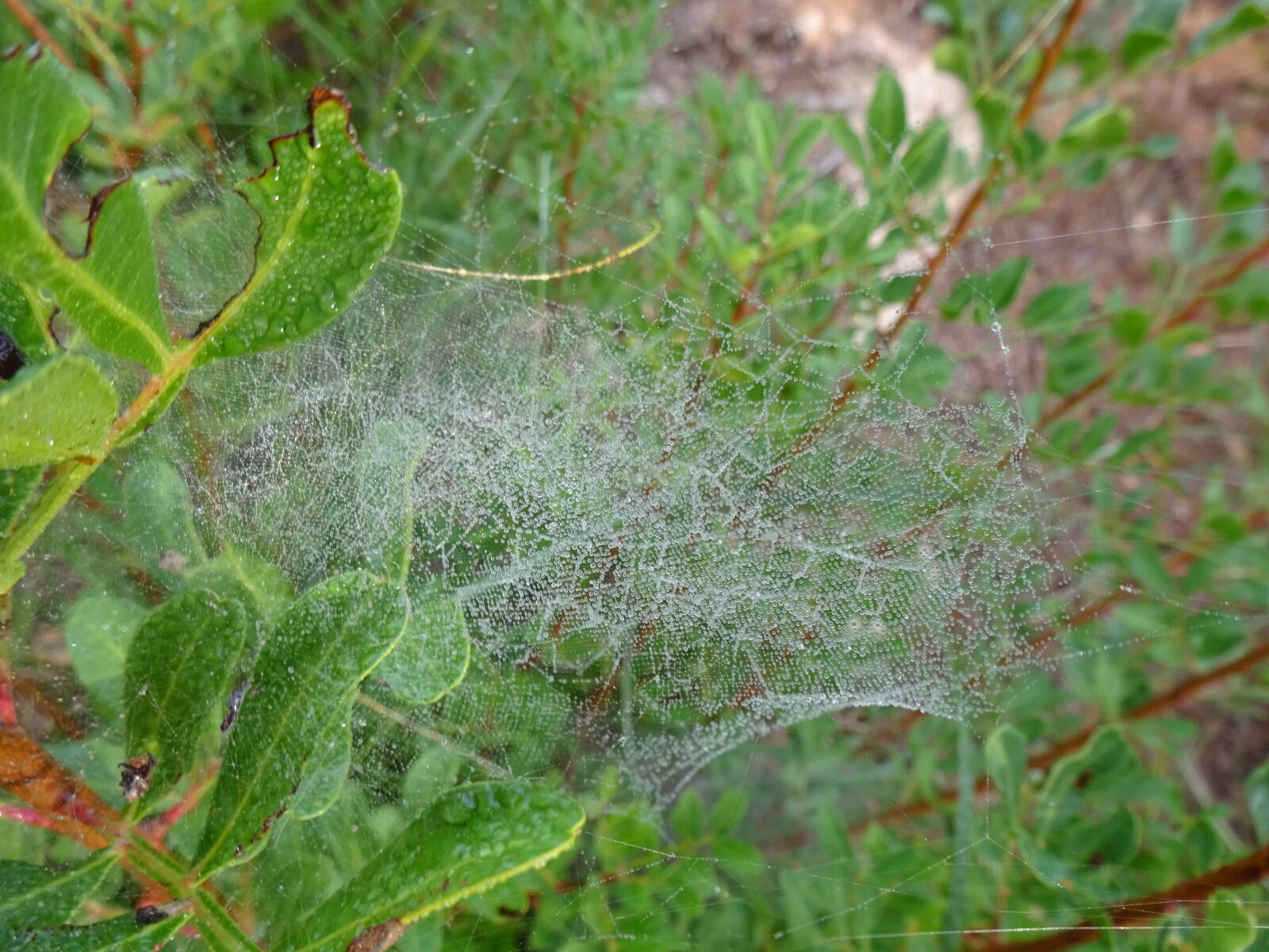Sony Cyber-shot DSC-WX350 sample photo. Cobweb, forest, autumn photography
