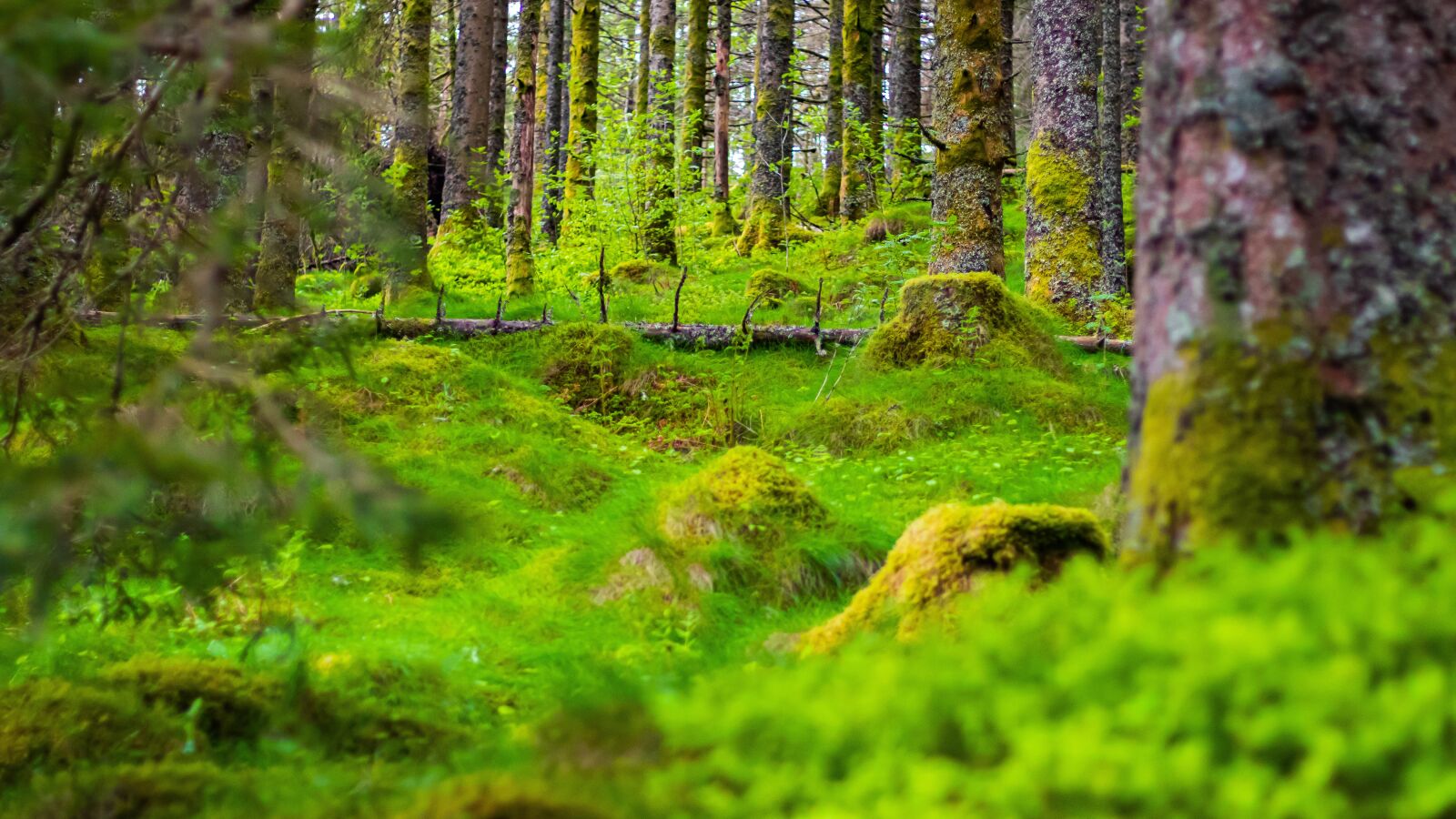 Canon EOS 80D sample photo. Forest, forest floor, trees photography