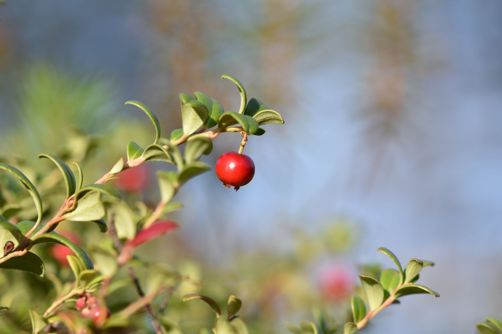 Nikon D5500 sample photo. Autumn, berry, nature photography